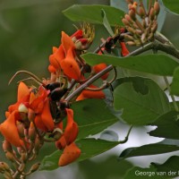 Erythrina fusca Lour.